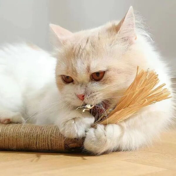 CAT SILVERVINE CHEWING STICK - Image 3