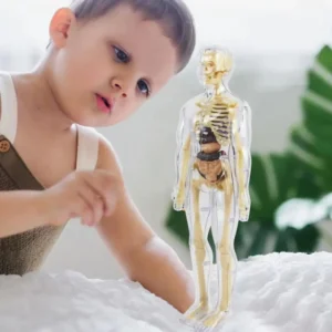 Human Body Assembly Toy