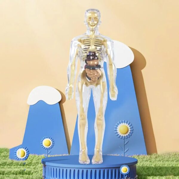 Human Body Assembly Toy - Image 2