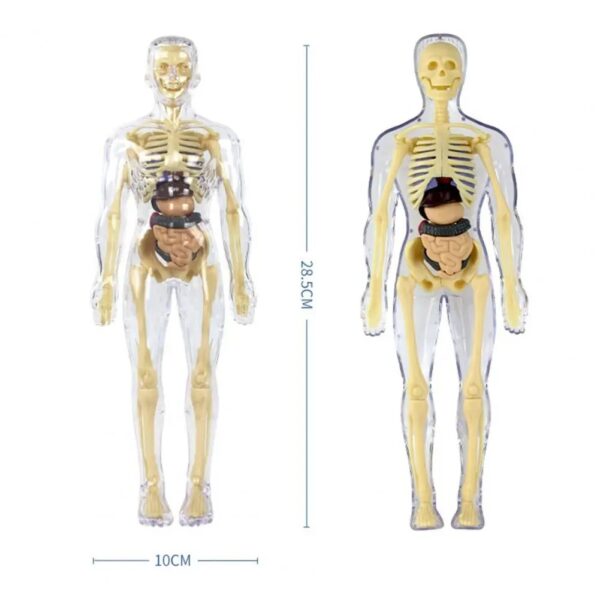 Human Body Assembly Toy - Image 3