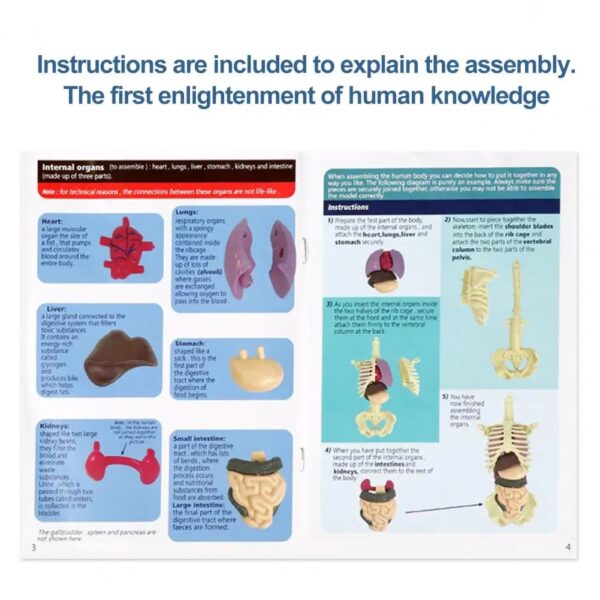 Human Body Assembly Toy - Image 5