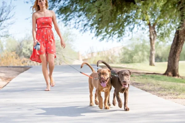 Dual Retractable Reflective 3M Dog Leash with LED Light 360° Tangle-Free - Image 4