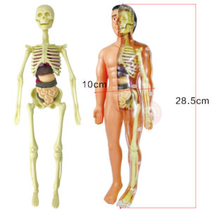 Human Body Anatomy Model Skeleton