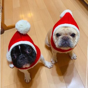 Stylish Pet woollen Hat