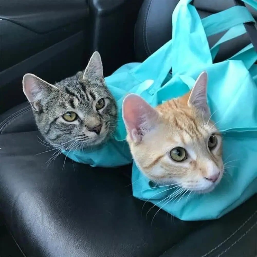 Cat Carrier Pouch - Image 2