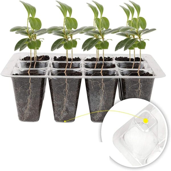 Cultivation Trays - Image 5