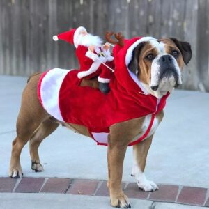 Santa Claus Pet Custom