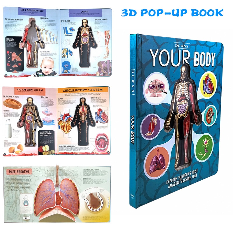 Anatomy of The Human Body 3D Picture Book - Image 2