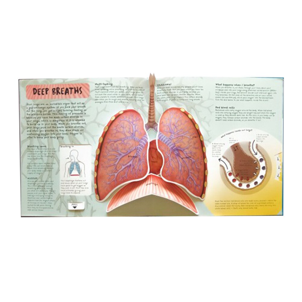 Anatomy of The Human Body 3D Picture Book - Image 4