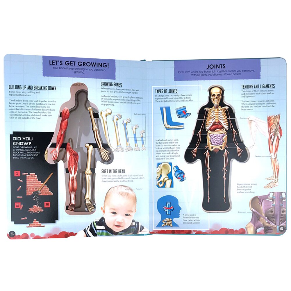 Anatomy of The Human Body 3D Picture Book - Image 6