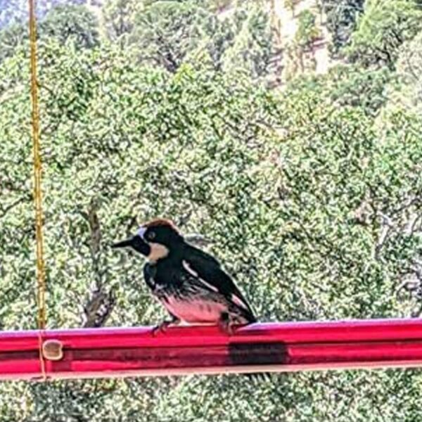 Hummingbird Feeder - Image 4