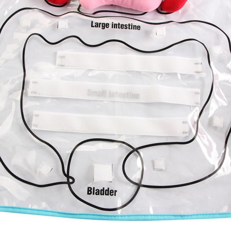 Anatomy Apron - Image 2