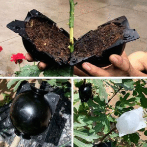 Plant Root Growing Box 5PCS