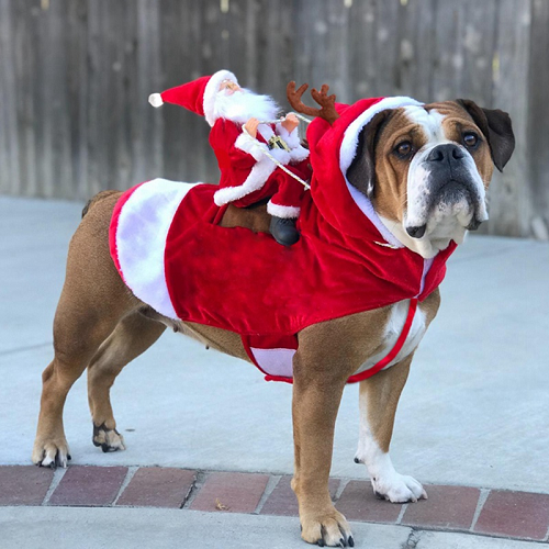 Royal Wise Running Santa Christmas Pet Costumes