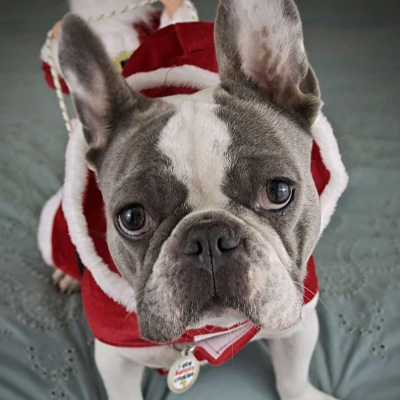 Royal Wise Running Santa Christmas Pet Costumes - Image 2
