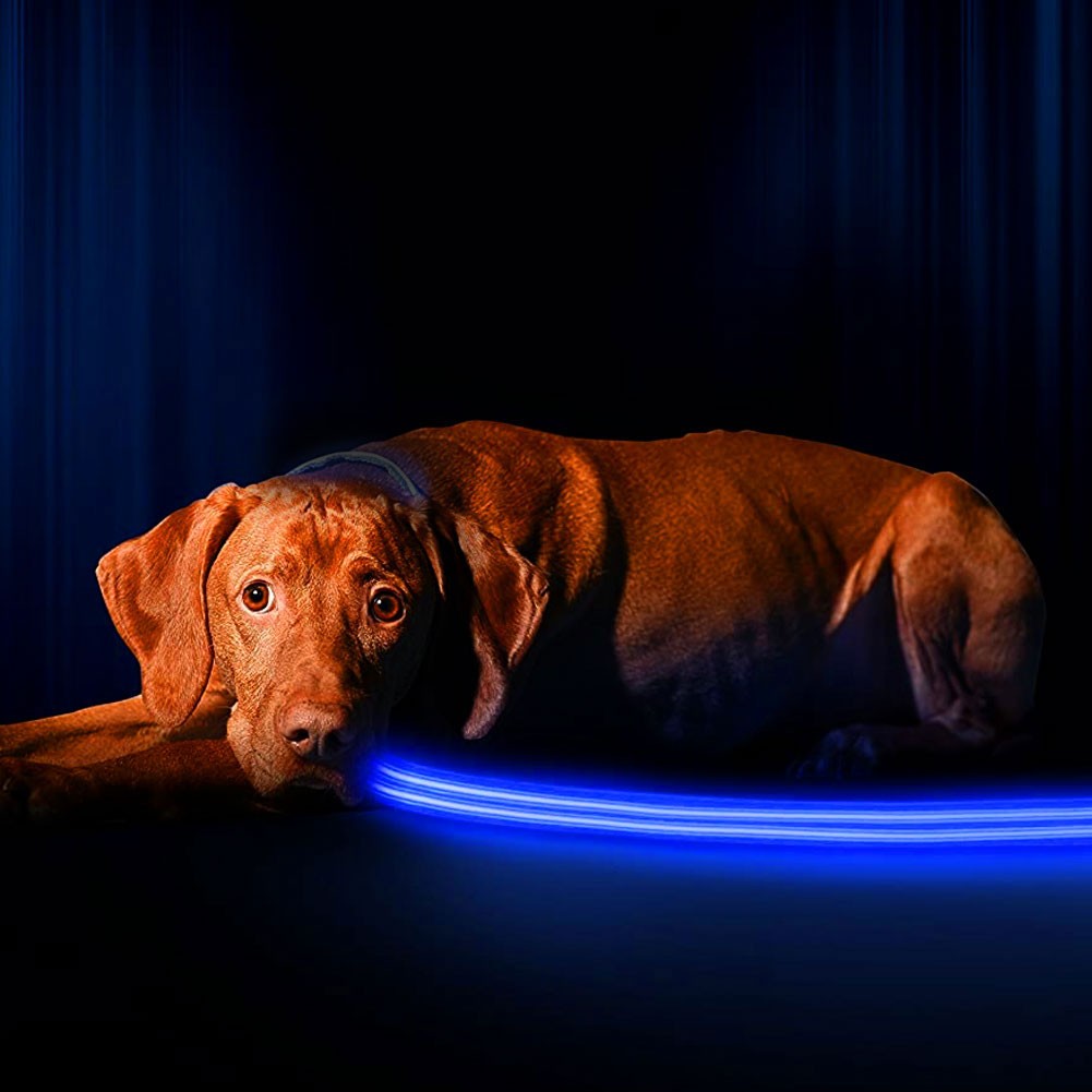 Visibility Leash - Image 3