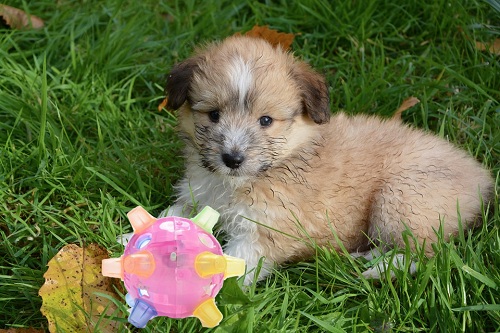 Jumping Activation Ball - Image 2